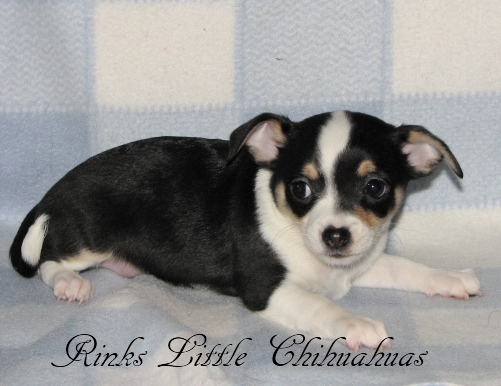 Black and White Tri Male (sold) 6 wks 4 days old
