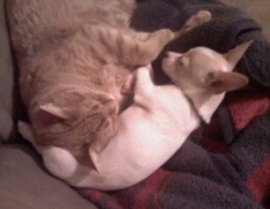 Brody sleeping with the cat