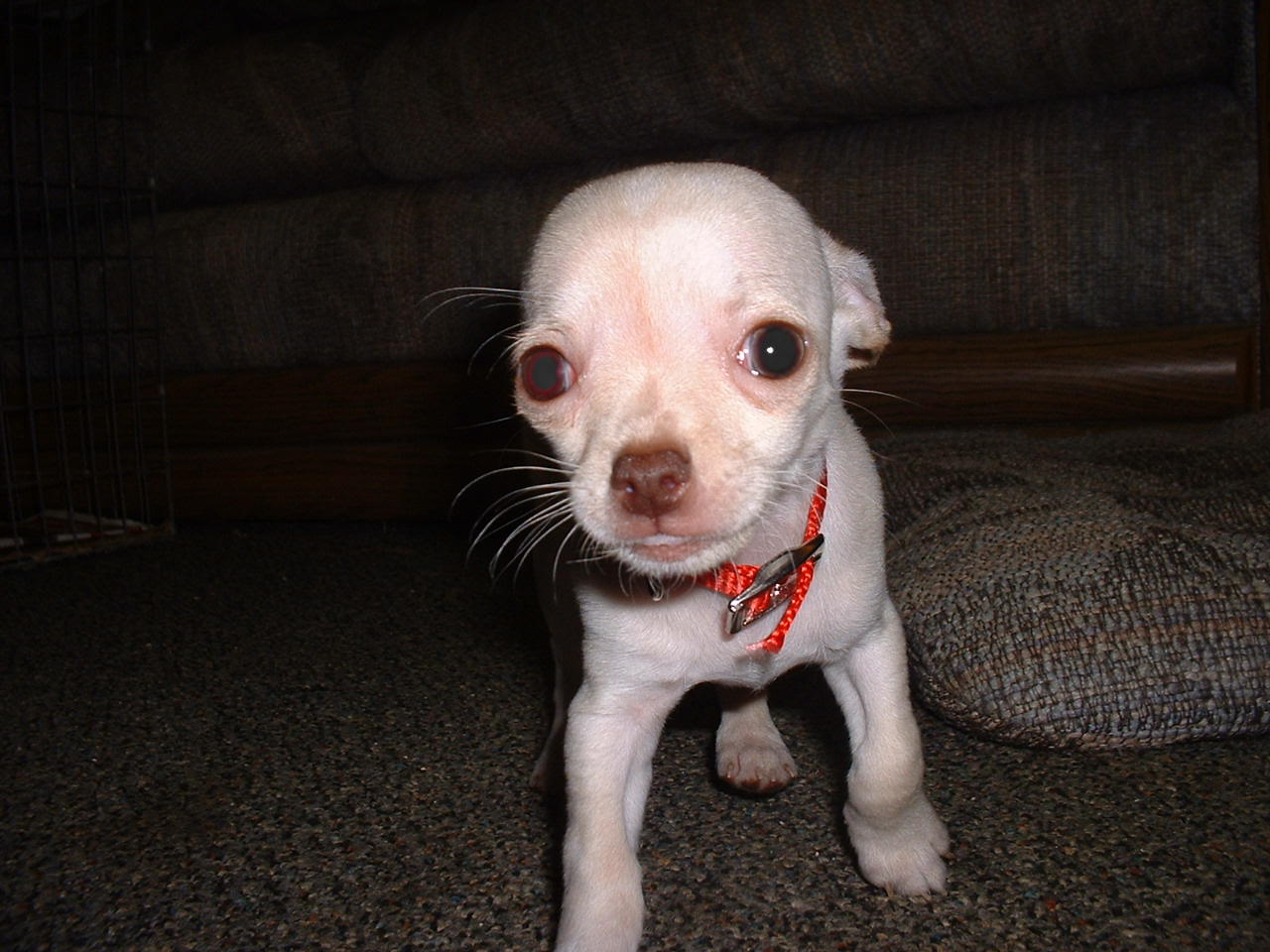 My cream colored baby boy Chihuahua we call Little Rink