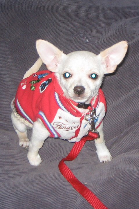 Rinks little chihuahua Dink